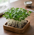 White Radish - فجل أبيض